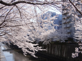 花見パート３ 画像2