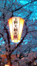 チャリ花見週間。インド１０。