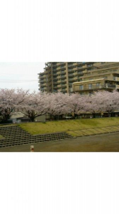 今日も花見ラン♪ 画像1