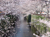 東京花見 画像1