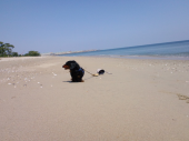 テーマは　海 画像1