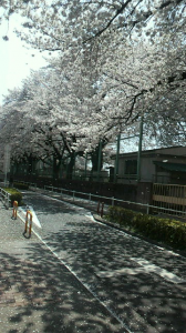 ☆桜は散っても… 画像2