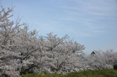 晴れました 画像1