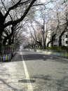 ☆桜吹雪と桜じゅうたん☆