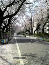 ☆桜吹雪と桜じゅうたん☆ 画像1