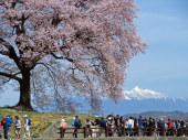 ウオーキクング大会に参加 画像1