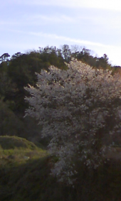 桜 画像1