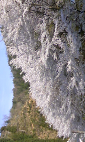 デニッシュあん 画像2