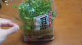 豆苗
