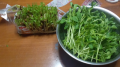 豆苗