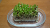 豆苗 画像3