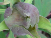 夏野菜 画像2