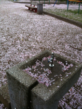 舞い散る桜吹雪をさがして 画像2