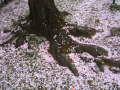 舞い散る桜吹雪をさがして