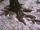 舞い散る桜吹雪をさがして 画像3