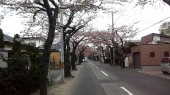 桜ウォーク 画像1