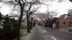 桜ウォーク