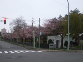 桜ウォーク 画像3