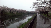 満開ウォーク 画像2