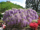 載った！足利の藤 画像2