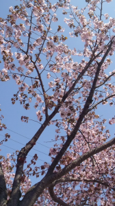 だる・・・ 画像1