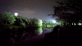 夜桜 画像3