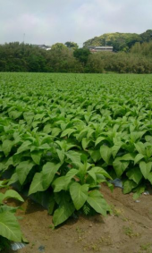 壱岐の島へ 画像2