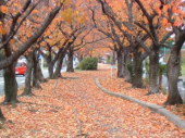 緑道南の果てまで　膝痛　マメ 画像2