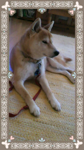 ☆亭主元気で留守がいい！ 画像1