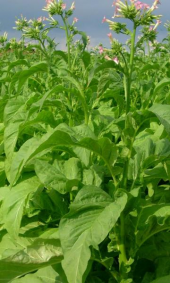 出張(島原・鹿児島) 画像1