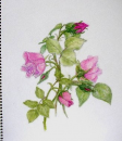 薔薇の季節＾＾