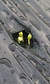 芽がでました 画像1