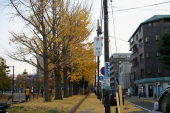 デジタル一眼レフ購入～秋を写して見ました！ 画像2