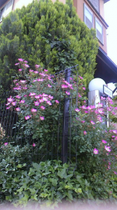 ☆今更ながら～( ￣▽￣;) 画像3