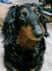 あれまあ覆面パトが 画像2