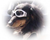 タイマー犬 画像3