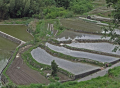棚田の情景