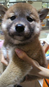 ☆萌えキュンだワン…(* ノ▽ノ) 画像1