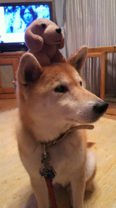☆萌えキュンだワン…(* ノ▽ノ) 画像2