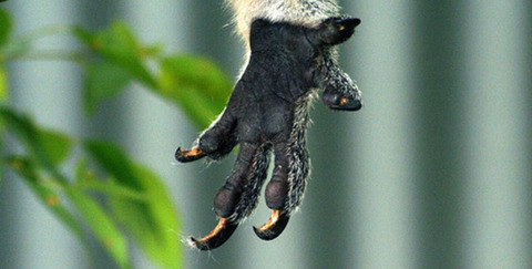 コアラの手 スゲー 健康管理カラダカラノート コアラの手 スゲー 健康管理カラダカラノート