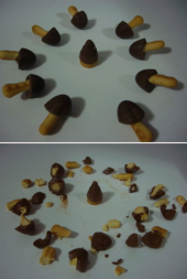 雑感（きのこの山頑張れ編） 画像2