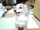 ☆トリミング休暇☆ 画像2
