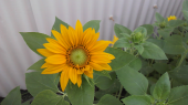 ひまわりが咲きました。 画像1