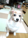 ☆老犬しずか☆