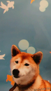 ☆どっちだぁ～？ 画像2