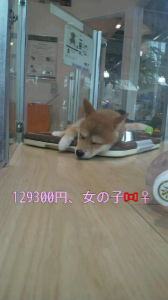 ☆棒ナスが・・？〈( ^.^)ノ　ホイサッサ 画像2