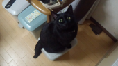 本能だからな 画像1