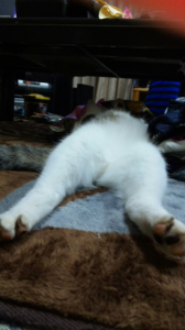 Σ(ﾟдﾟ；) 画像2