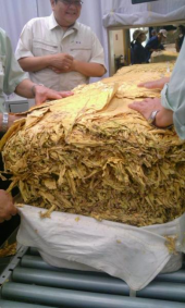 (21)葉たばこ早期販売 画像1