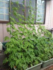 わかってますよ・・・・。 画像1